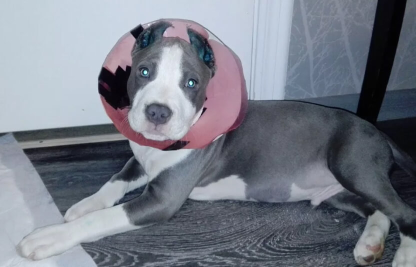 Щенок питбуля с повязкой на ушах в защитном воротнике лежит дома на подстилке